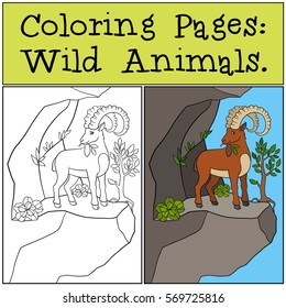 Coloring Pages: Wild Animals. Cute ibex with great horns stands on the rock and eat leaves.