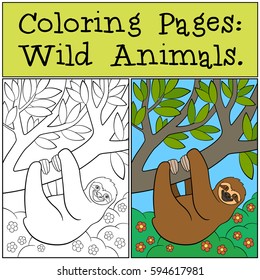 Coloring Pages: Wild Animals. Cute lazy sloth hangs on the tree branch and smiles.