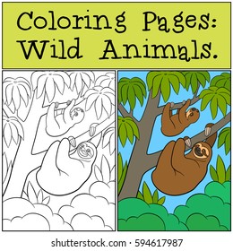 Coloring Pages: Wild Animals. Cute lazy sloth hangs on the tree branch and smiles.