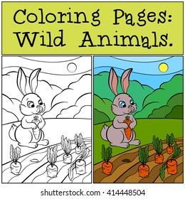 Coloring Pages: Wild Animals. Little cute rabbit sits in the field and looks at carrots.