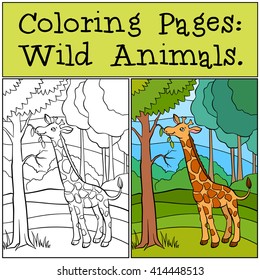 Coloring Pages: Wild Animals. Little cute giraffe stands in the forest and eats leaves.