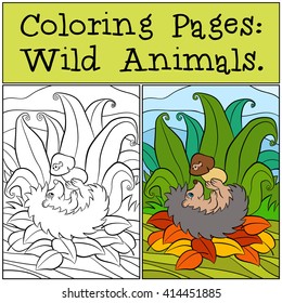 Coloring Pages: Wild Animals. Little cute hedgehog holds the mushroom in the paws.