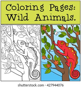Coloring Pages: Wild Animals. Little cute red chameleon sits on the tree branch and looks at the fly.