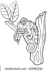 Coloring pages. Wild animals. Little cute chameleon sits on the tree branch and smiles.