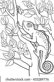 Coloring pages. Wild animals. Little cute chameleon sits on the tree branch and looks at the fly.