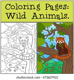 Coloring Pages: Wild Animals. Little cute red panda sits on the tree branch and eats leaves.