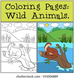 Coloring Pages: Wild Animals. Little cute otter sits on the tree branch and smiles.