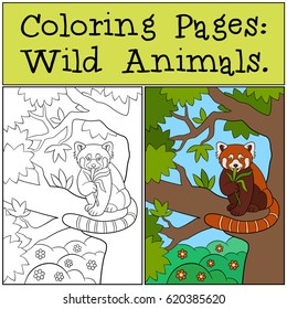 Coloring Pages: Wild Animals. Little cute red panda sits on the tree branch and eats leaves.