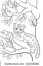 Coloring pages. Wild animals. Little cute baby tiger lays on the tree branch and smiles.