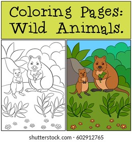 Coloring Pages: Wild Animals. Mother quokka with her little cute baby.