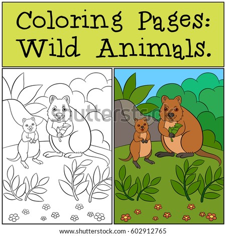 Coloring Pages Wild Animals Mother Quokka Stock Vector Royalty Free