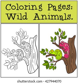 Coloring Pages: Wild Animals. Two little cute chameleons sits on the tree branch.