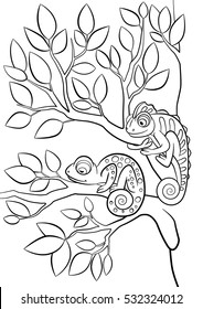 Coloring pages. Wild animals. Two little cute chameleon sits on the tree branch.