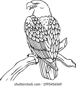 Coloring pages. Wild birds. Cute smiling eagle sits on the tree branch
