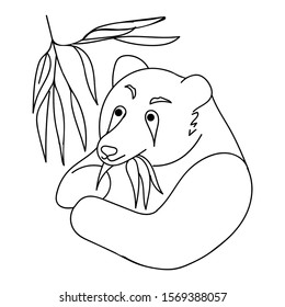 Coloring. A panda bear holds in its paws a branch of eucalyptus with leaves. White background. Drawn by hand. Suitable for design for poster, t-shirt, postcard, coloring, fabric, print. 