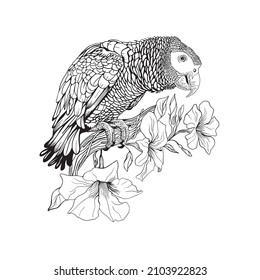 Сontour for coloring, a parrot sits on a branch of a blossoming liana, Dipladenia liana, coloring for adults, bird, gray parrot.