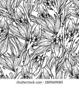 Coloring pattern with African Proteus flowers. Big beautiful flower. Dried flowers, decorated. Coloring book for children and adults with gentle proteas. For textiles, wallpaper, packaging.