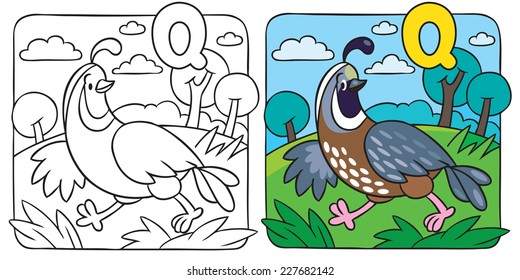 Coloring picture or coloring book of little funny quail running on the field. Alphabet Q