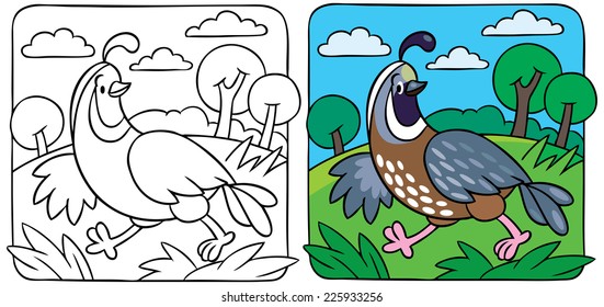Coloring picture of little funny quail running on the field