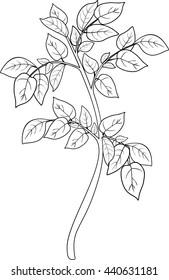 coloring with plant