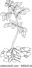 coloring with potato plant