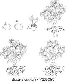 coloring with Potato plant growth cycle