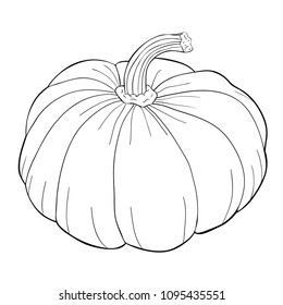coloring  pumpkin is a real vegetable vegetarian  vector illustration