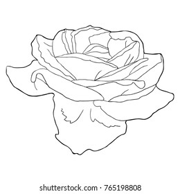 coloring of rose flower side. vector illustration