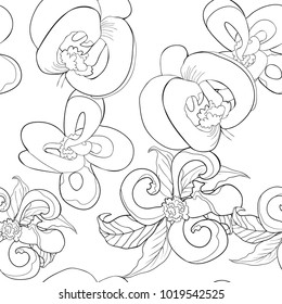 coloring seamless pattern with  Florida dogwood flower.  vector illustration