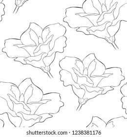 coloring seamless pattern  Peony flowers eustoma indoor plants  vector illustration