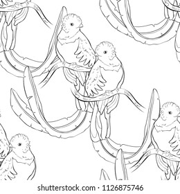 coloring seamless pattern resplendent quetzal bird male  vector illustration