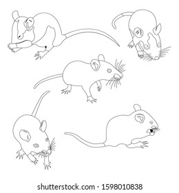 coloring set. Pet cute Rat. cute Decorative rat. Domestic rat.