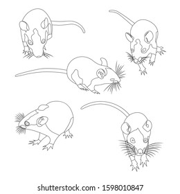 coloring set. Pet cute Rat. cute Decorative rat. Domestic rat.