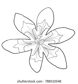 coloring the sparakis is flower exotic  vector illustration