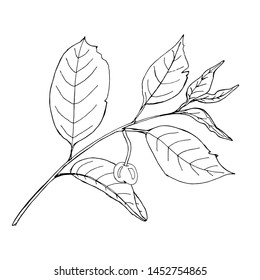 Coloring template with black line berry. Printable coloring book pages. Coloring sheets. Botanical design of wedding invitation, postcards, posters, templates, bridal card. Coloring pages