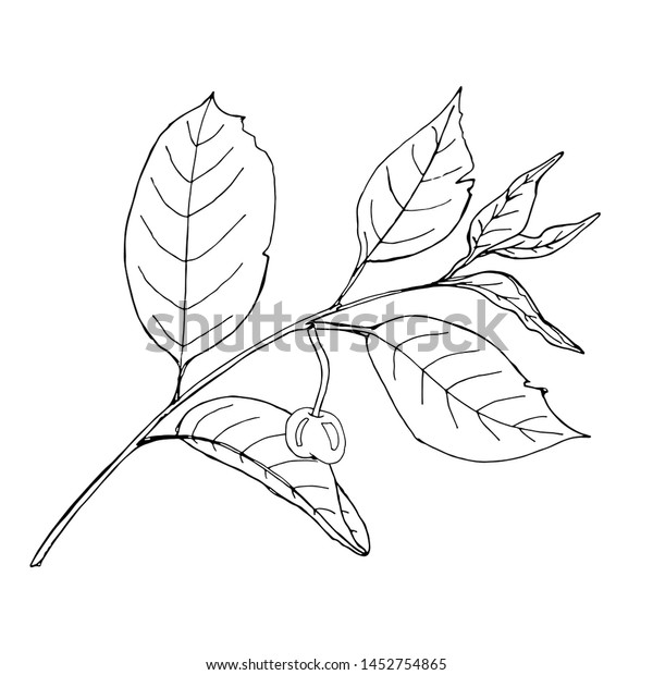 Coloring Template Black Line Berry Printable Stock Vector