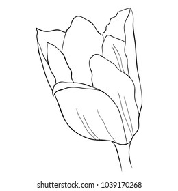 coloring  is a  tulip flower.  vector illustration