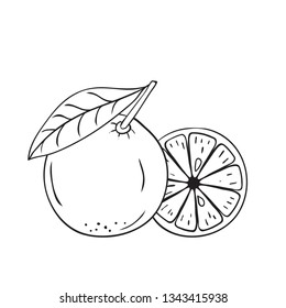 Coloring vector hand drawn orange fruit. Decorative retro style collection farm product restaurant menu, market label