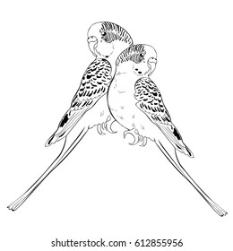 coloring with wavy parrot couple .Vector illustration
