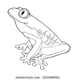 coloring woody frog is red-eyed  vector illustration