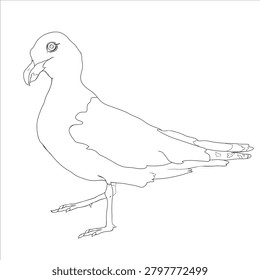 coloring Yellow-legged gull Larus michahellis vector illustration
