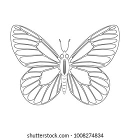 Colorless butterfly vector illustration isolated on white background