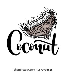 Colorless Hand Drawn Coconut Background Coconuts Stock Vector (Royalty ...