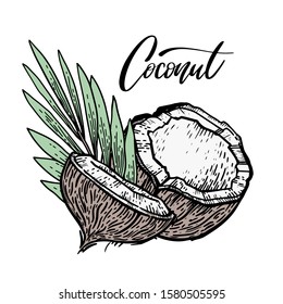 Colorless hand drawn coconut background. Coconuts, tropical leaves, flowers and lettering Coconut. engraved style