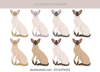 Colorpoint Kurzhaar Cat Clipart. Alle Fellfarben eingestellt.  Alle Katze Rassen Merkmale Infografik. Vektorgrafik