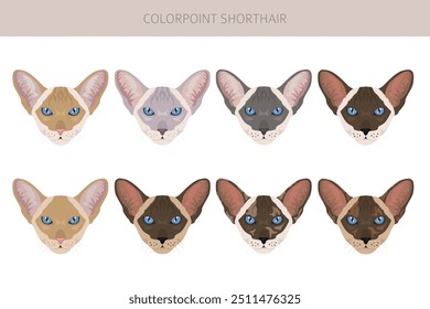 Colorpoint Kurzhaar Cat Clipart. Alle Fellfarben eingestellt.  Alle Katze Rassen Merkmale Infografik. Vektorgrafik