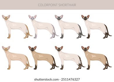 Colorpoint Kurzhaar Cat Clipart. Alle Fellfarben eingestellt.  Alle Katze Rassen Merkmale Infografik. Vektorgrafik