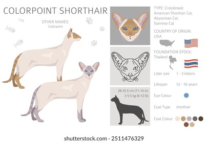 Colorpoint Kurzhaar Cat Clipart. Alle Fellfarben eingestellt.  Alle Katze Rassen Merkmale Infografik. Vektorgrafik