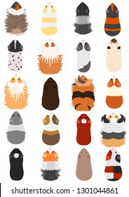 colors and patterns of guinea pig