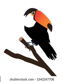 The colors of the toucan toco